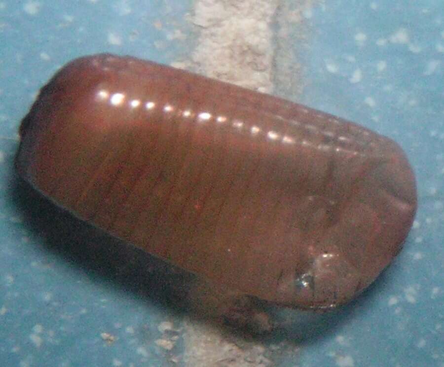 Ooteca de cucaracha: la cápsula marrón donde van los huevos