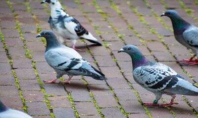 Grupo de palomas urbanas caminando sobre el pavimento de una zona peatonal