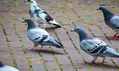 Grupo de palomas urbanas caminando sobre el pavimento de una zona peatonal