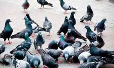 Bando numeroso de palomas concentrado en la vía pública
