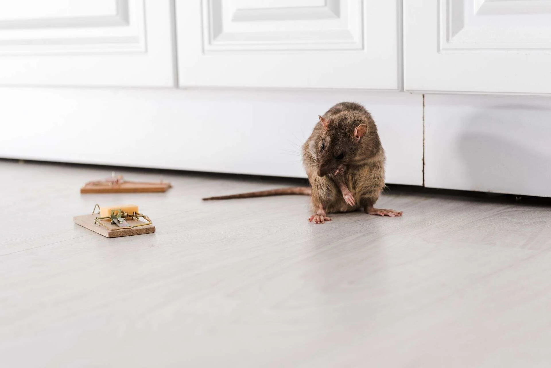 Rata en el suelo de una cocina junto a una trampa colocada contra la pared