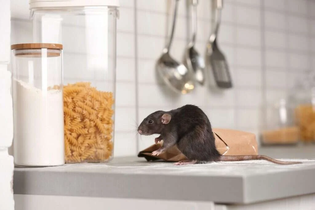 Rata caminando sobre una encimera junto a alimentos