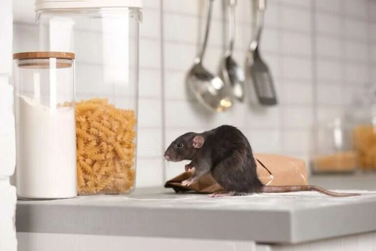 Rata caminando sobre una encimera junto a alimentos