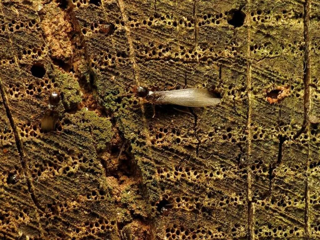 Termitas aladas reproductoras saliendo por los orificios de una madera atacada