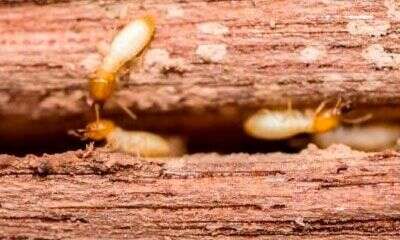 Termitas obreras blanquecinas trabajando dentro de una pieza de madera abierta