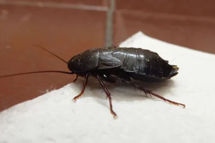 Cucaracha negra vista en superficie