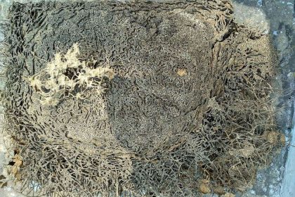 Galerías excavadas por termitas en carpintería de madera