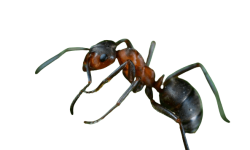 hormiga-Linepithema-humile